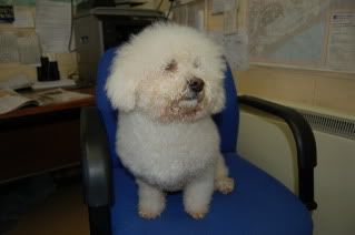 Casey - Bichon Frise with Hope Rescue Casey4