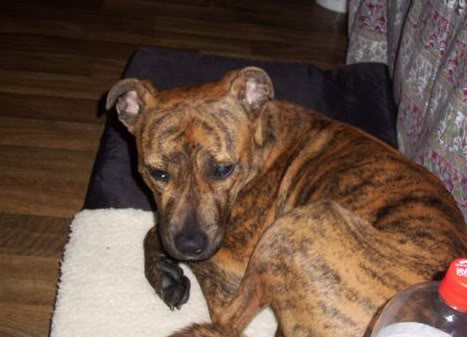 Cassie - Young Brindle Staff x with Hope Rescue  Cassie5