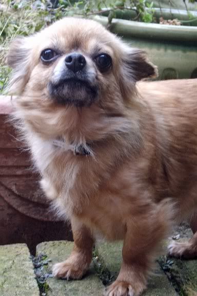 Chilli - 5 year old Chihuahua with Hope Rescue  Chilli