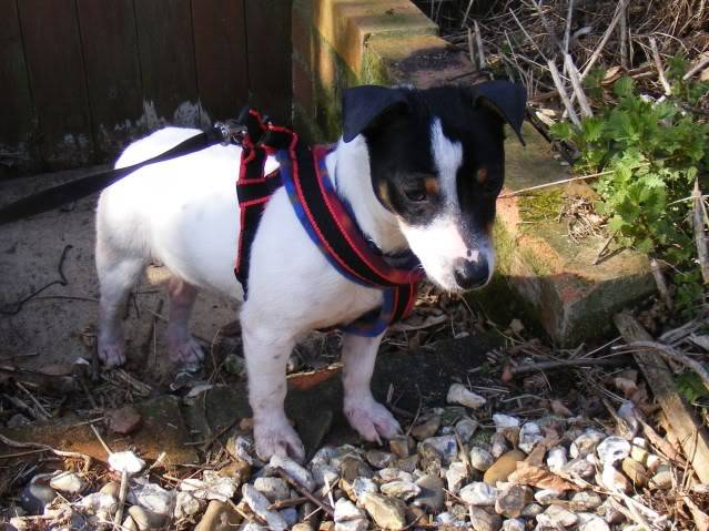 Dilly - Tiny 12 month old Jack Russell Dilly