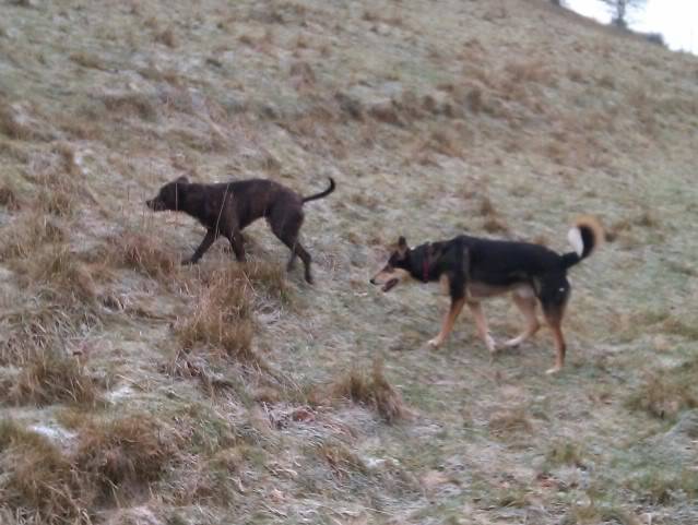 Norris - Brindle and White Staffy x Norris6