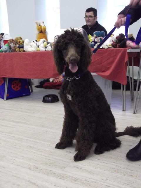 Teddy - 11 month old Standard Poodle with Hope Rescue Teddy2