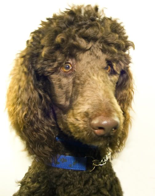 Teddy - 11 month old Standard Poodle with Hope Rescue Teddy3