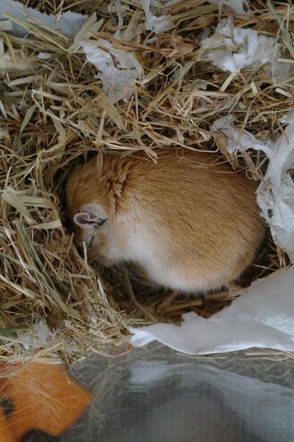 Mijn meisjes, Haribo, Cuberdon en Ferrero  Gerbils4