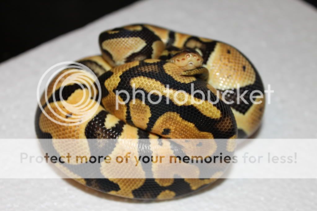 pastel het pied IMG_1842