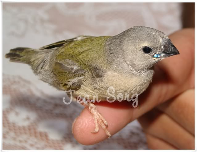 Cria de Diamante Gould sem uma das asas - Página 2 Imagem049