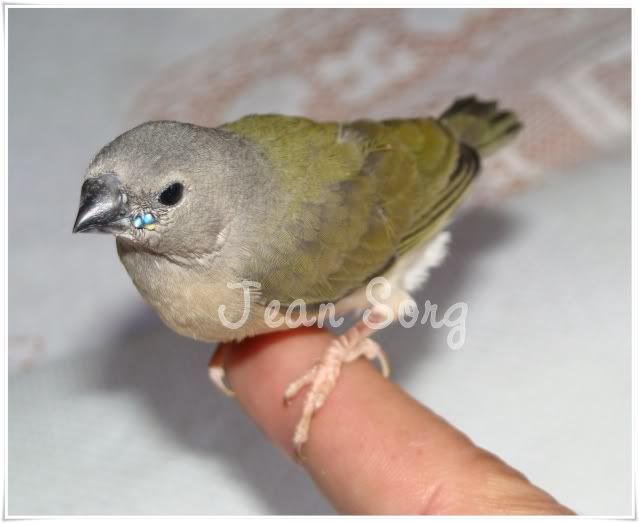 Cria de Diamante Gould sem uma das asas - Página 2 Imagem050