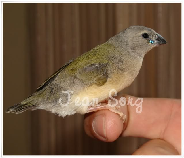 Cria de Diamante Gould sem uma das asas - Página 2 Imagem052