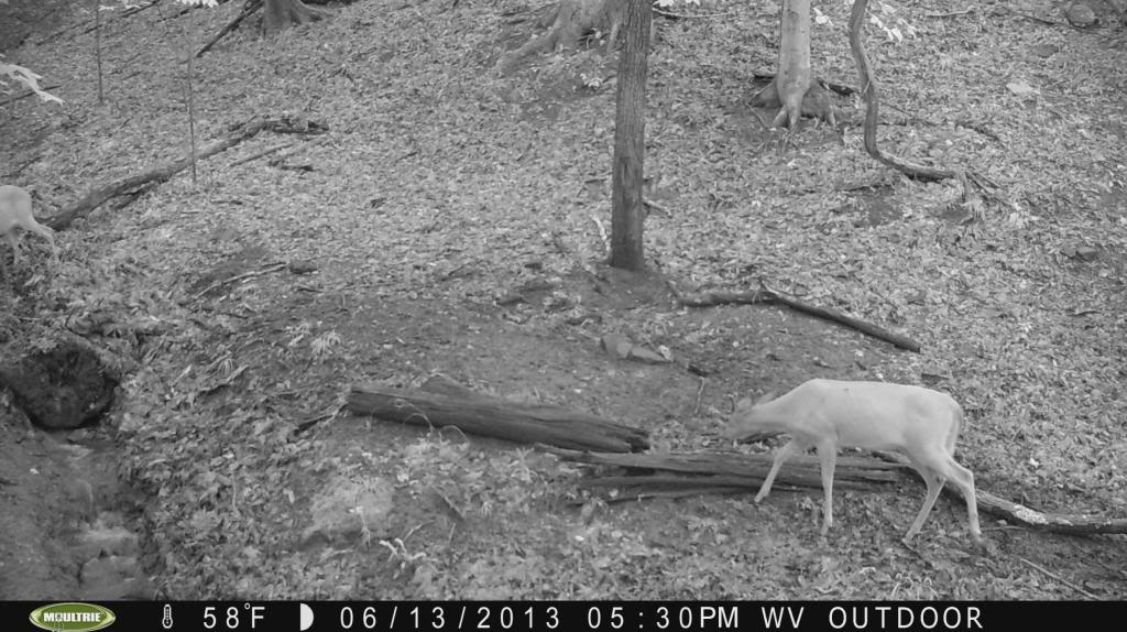 Moultrie M80 Mineral lick #1 (07/04/2013) 2013_06_13_17_30_30_00032_zps73efa183