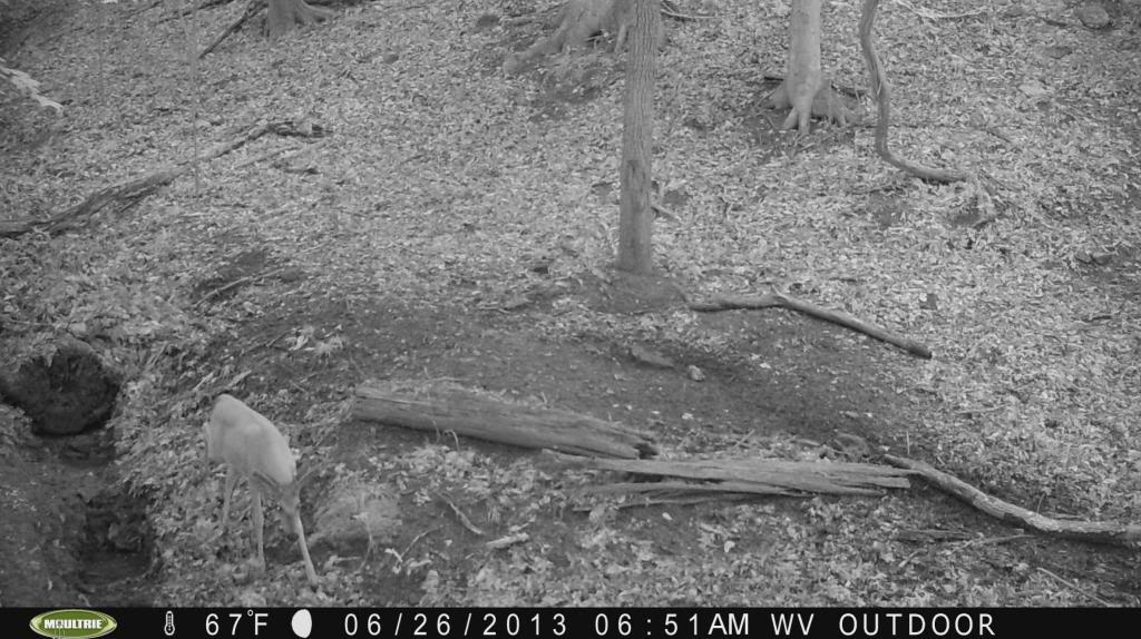 Moultrie M80 Mineral lick #1 (07/04/2013) 2013_06_26_06_51_49_00046_zpsbaaca343