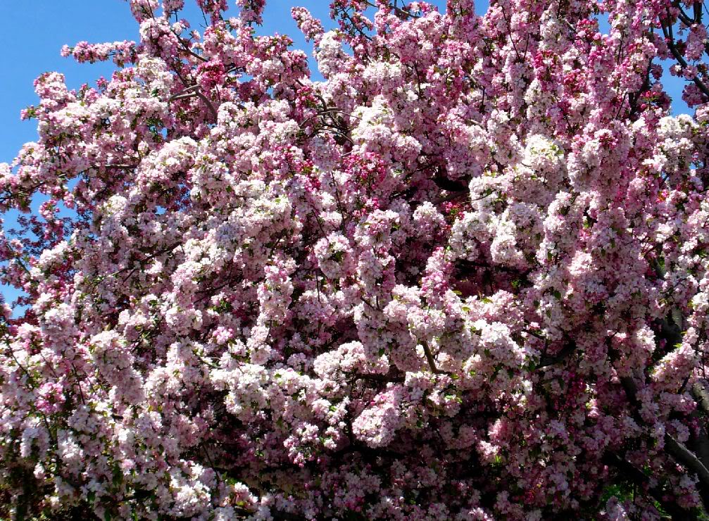 நான் ரசித்த அழகு காட்சிகள் சில! CherryBlossoms1