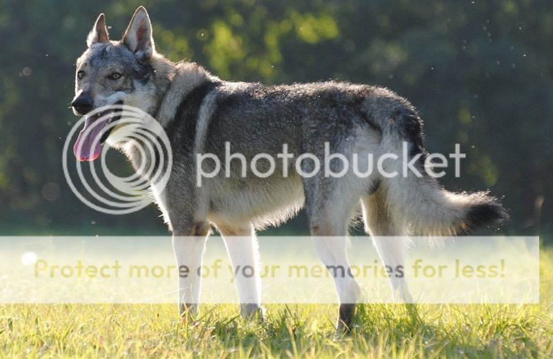 ｔｈｅ ｓａｍｅ ◦ discussion and forms. Ceskoslovensky_vlcak__czechoslovakian_wolfdog__by_wazniaki-d4rgnxspng_zps0e591e1a