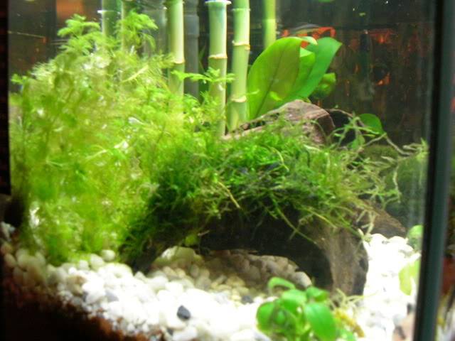 Acuario 30 litros con Betta Plantas