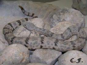 (Crotalus lepidus lepidus) Of a Different Color 2 Leplep073-1-1-1