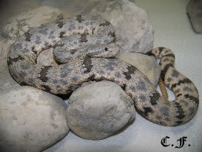 (Crotalus lepidus lepidus) Of a Different Color 2 Leplep080-1