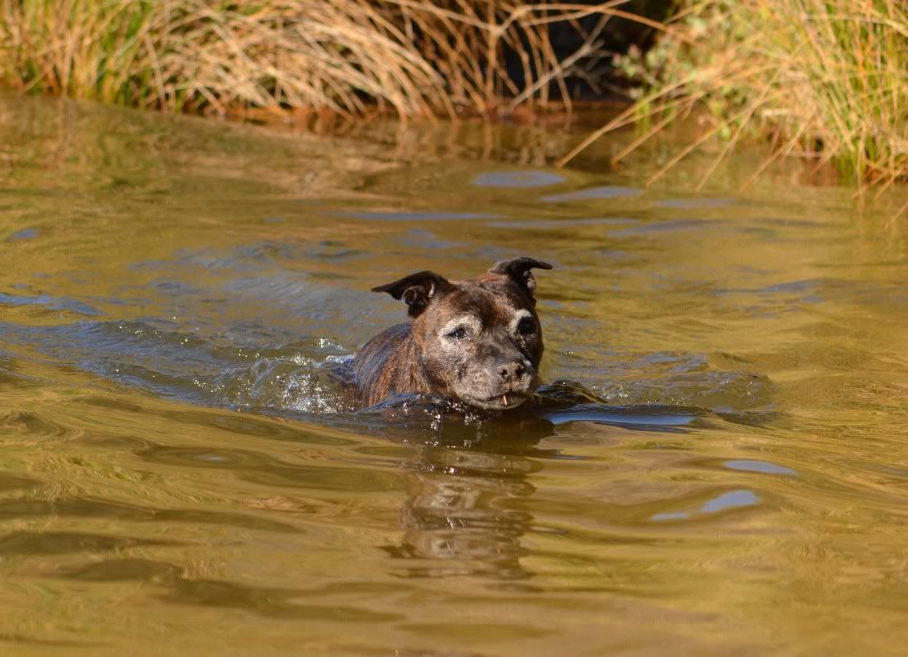 Nothing beats a swim to cool off (pic heavy) DSC_0005