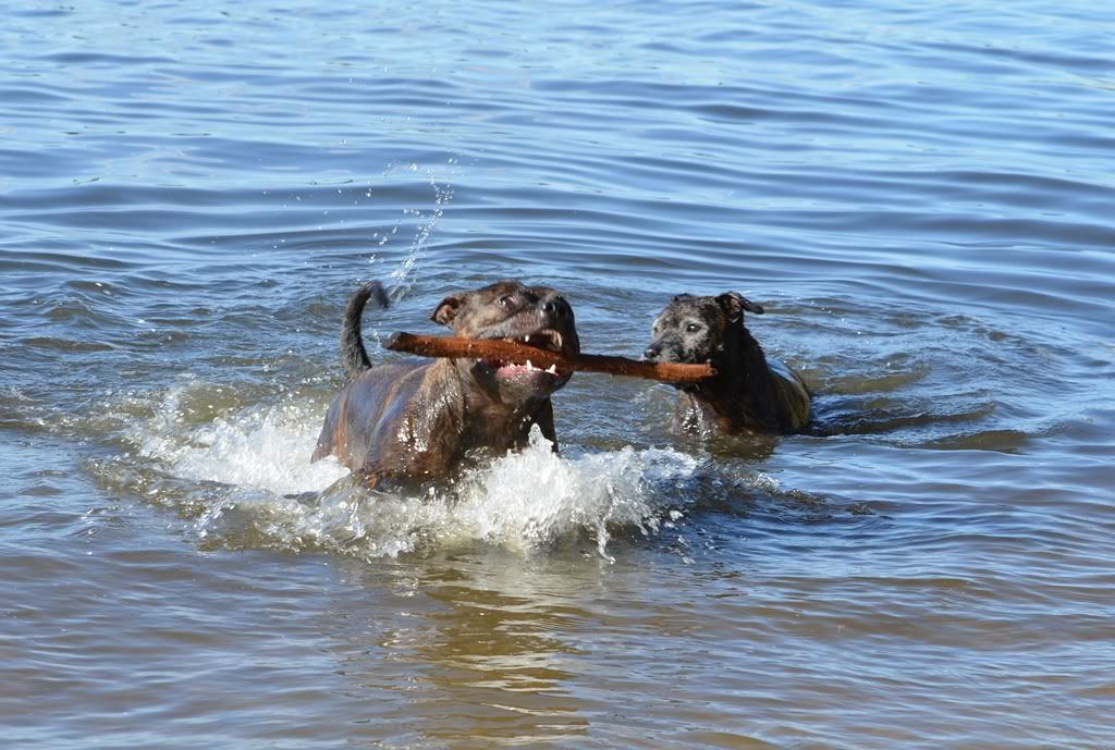 Nothing beats a swim to cool off (pic heavy) DSC_0038