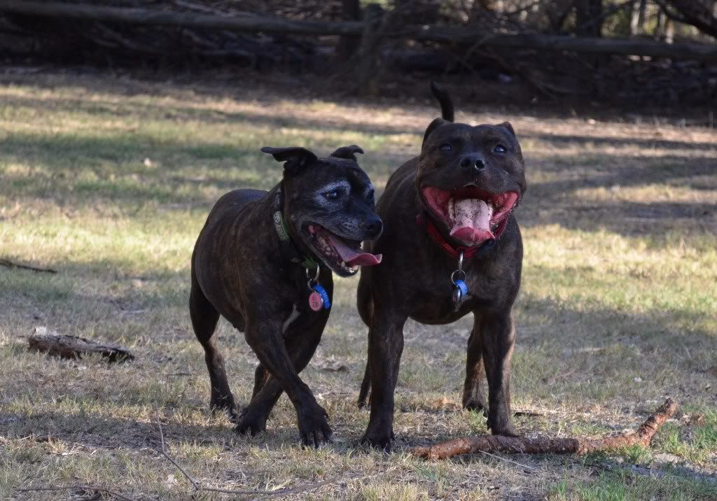 A few more of my two at the park (pic heavy, again) DSC_0050-1