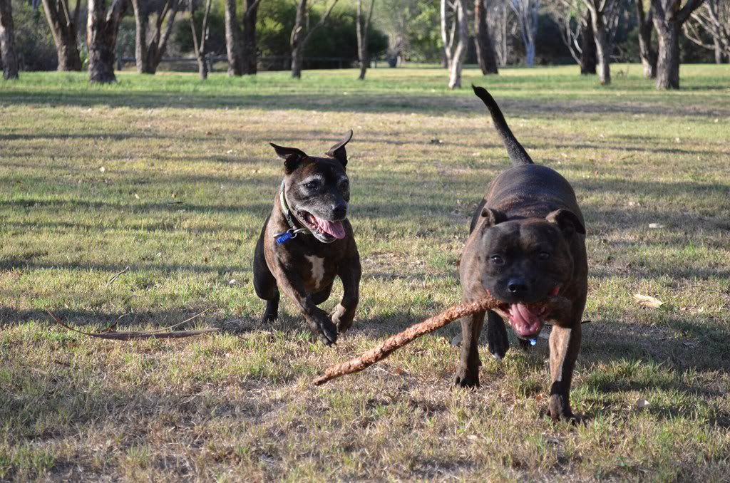 A few more of my two at the park (pic heavy, again) DSC_0068