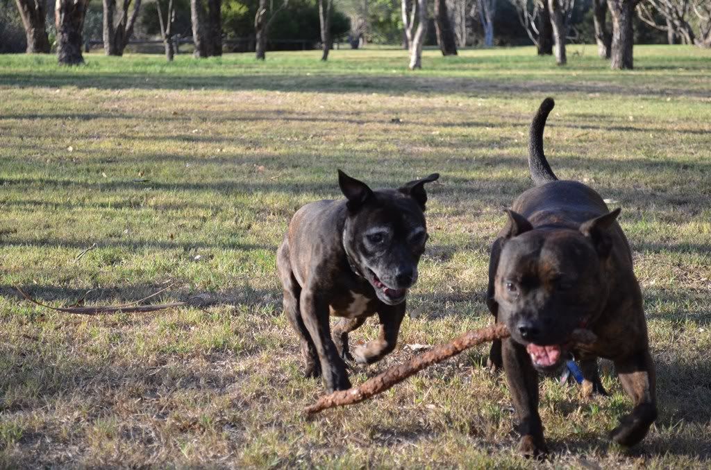 A few more of my two at the park (pic heavy, again) DSC_0069