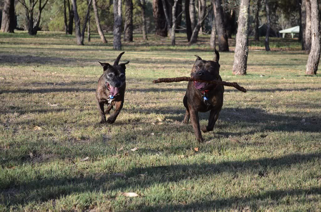 A few more of my two at the park (pic heavy, again) DSC_0087