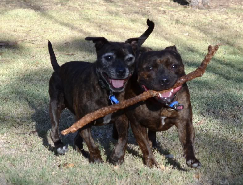 A few more of my two at the park (pic heavy, again) DSC_0092a