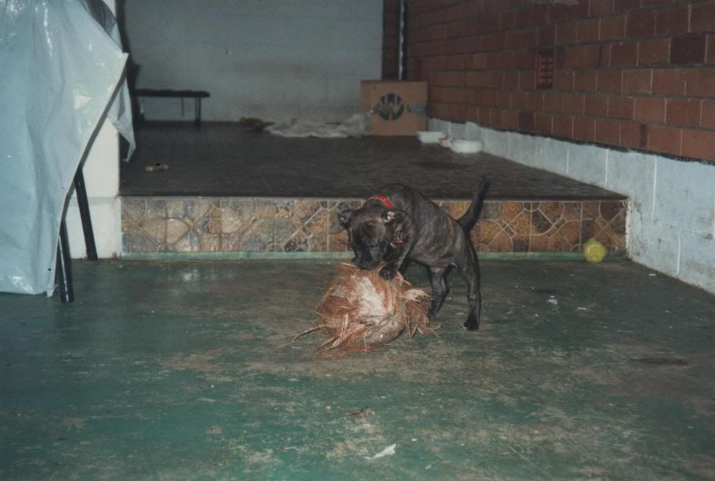 some really old pics of Kita pic heavy) Coconuts-1