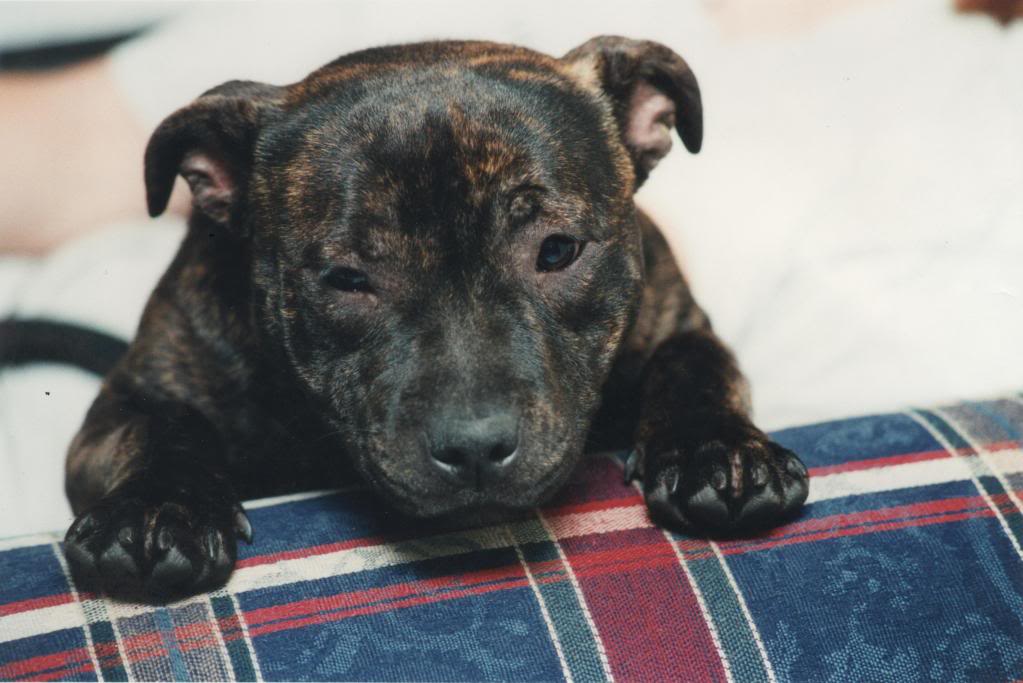 I´m making youtube vid about staffy-bull-terrier.co.uk - website Kita5monthsold001