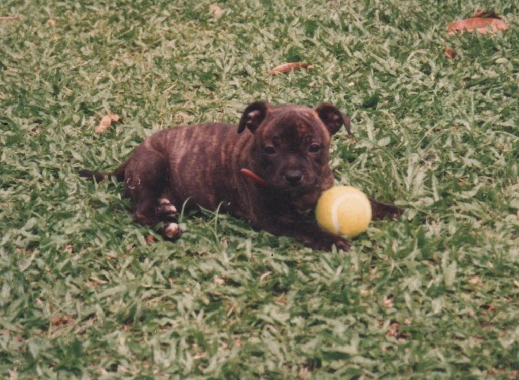 Some photos of my 14yr old as a new puppy Kitasfirstball001