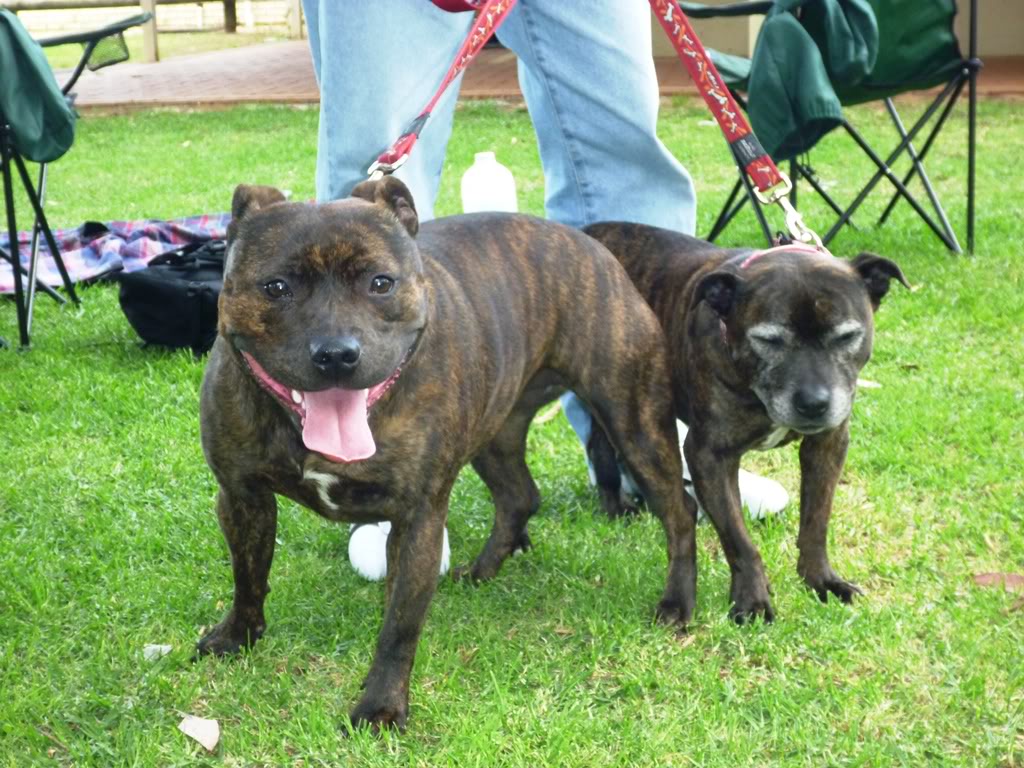 Perth Staffordshire Bull Terrier Assoc. Day ( Sept 2011 ) P1020462