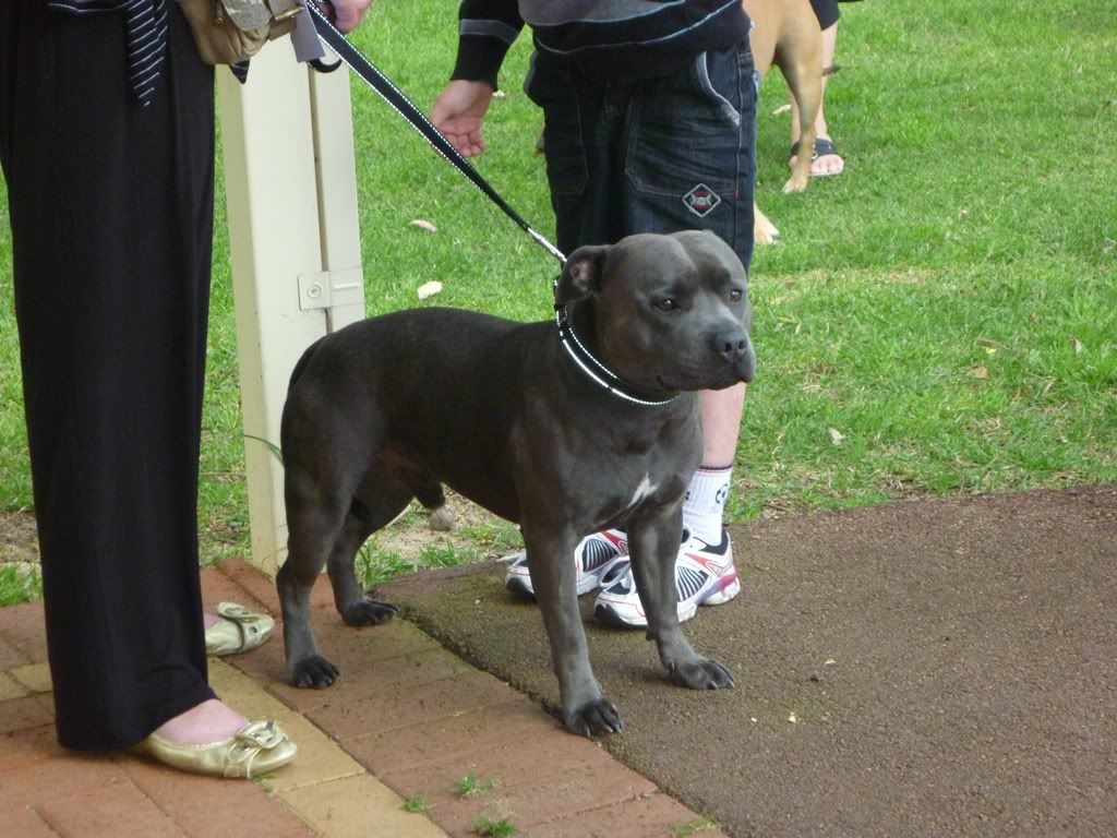 Perth Staffordshire Bull Terrier Assoc. Day ( Sept 2011 ) P1020466