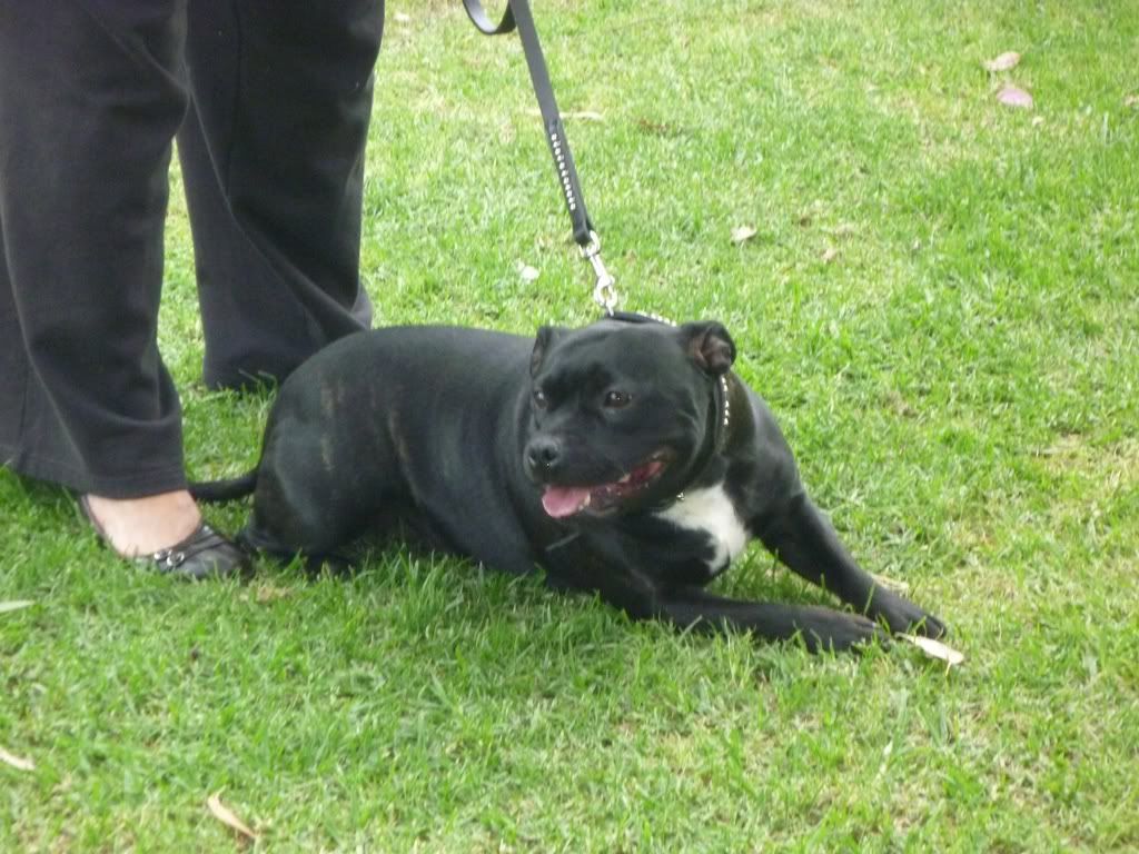 Perth Staffordshire Bull Terrier Assoc. Day ( Sept 2011 ) P1020476