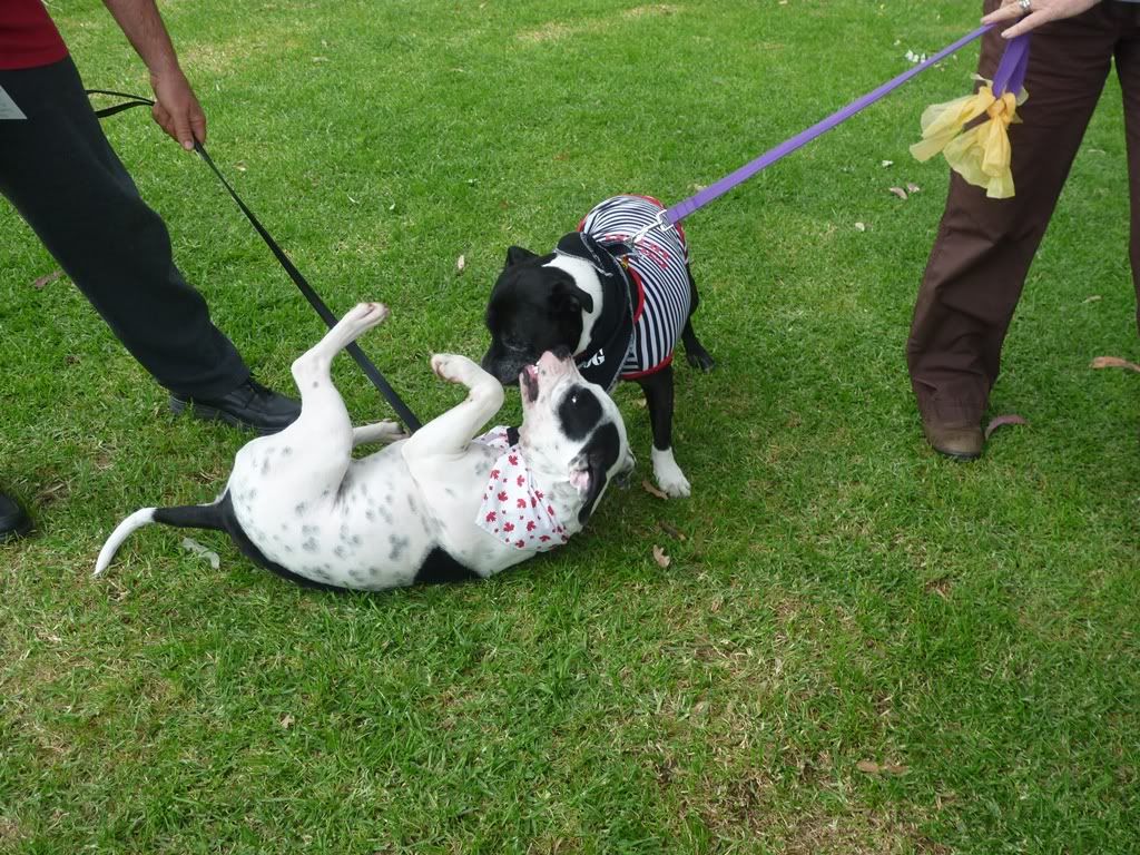 My favourite pics from the Perth SBT fun day today P1020486