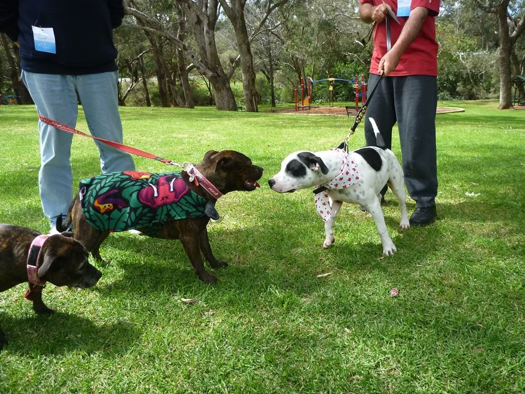 My favourite pics from the Perth SBT fun day today P1020492