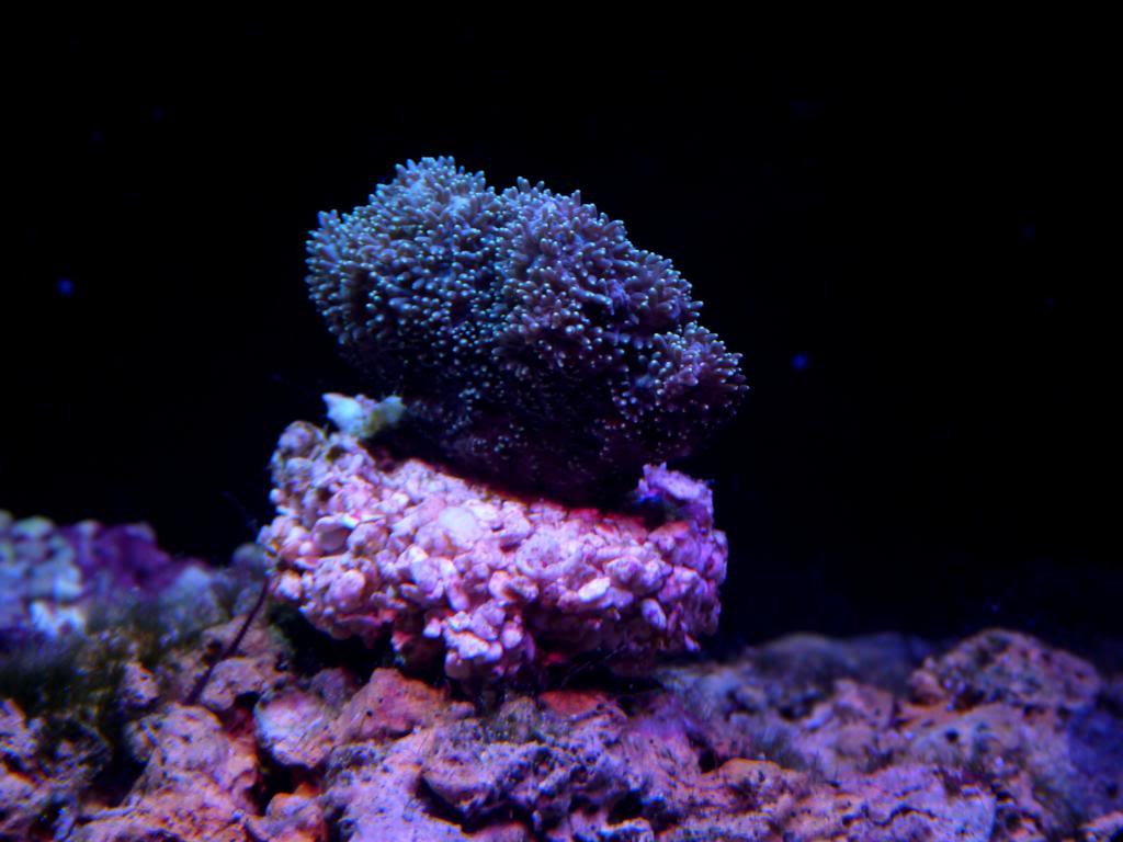 Nuevos Corales P1040318_zpsed0a26df