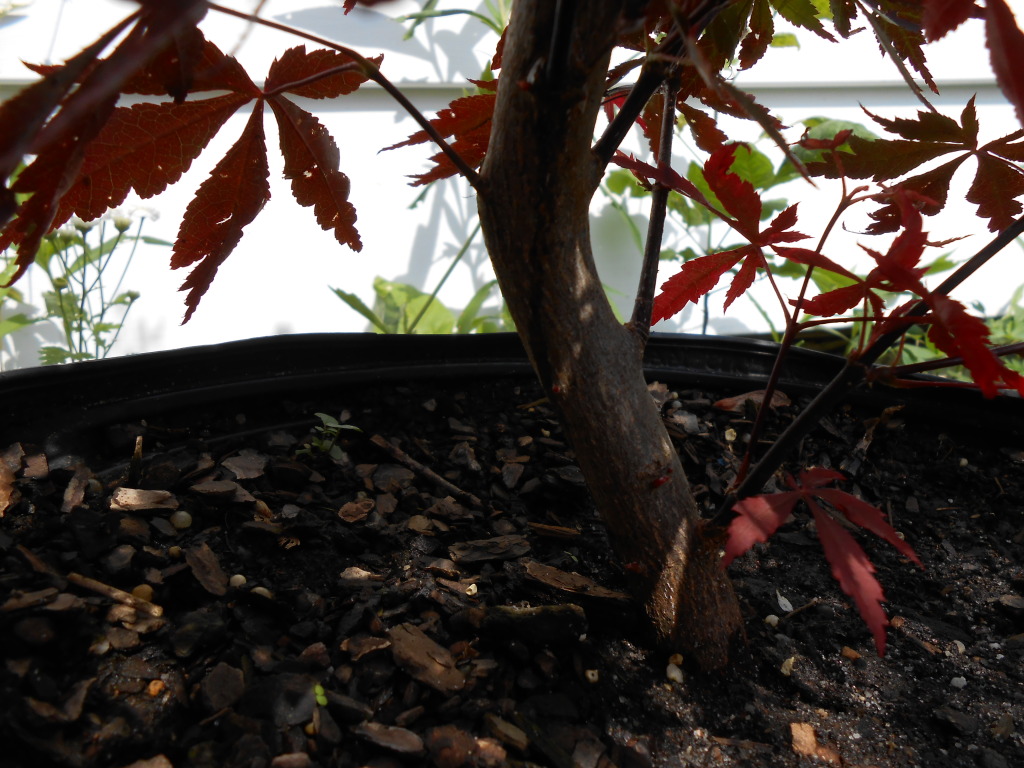 Japanese Maple - Summer Progression 6-18-12-Buds