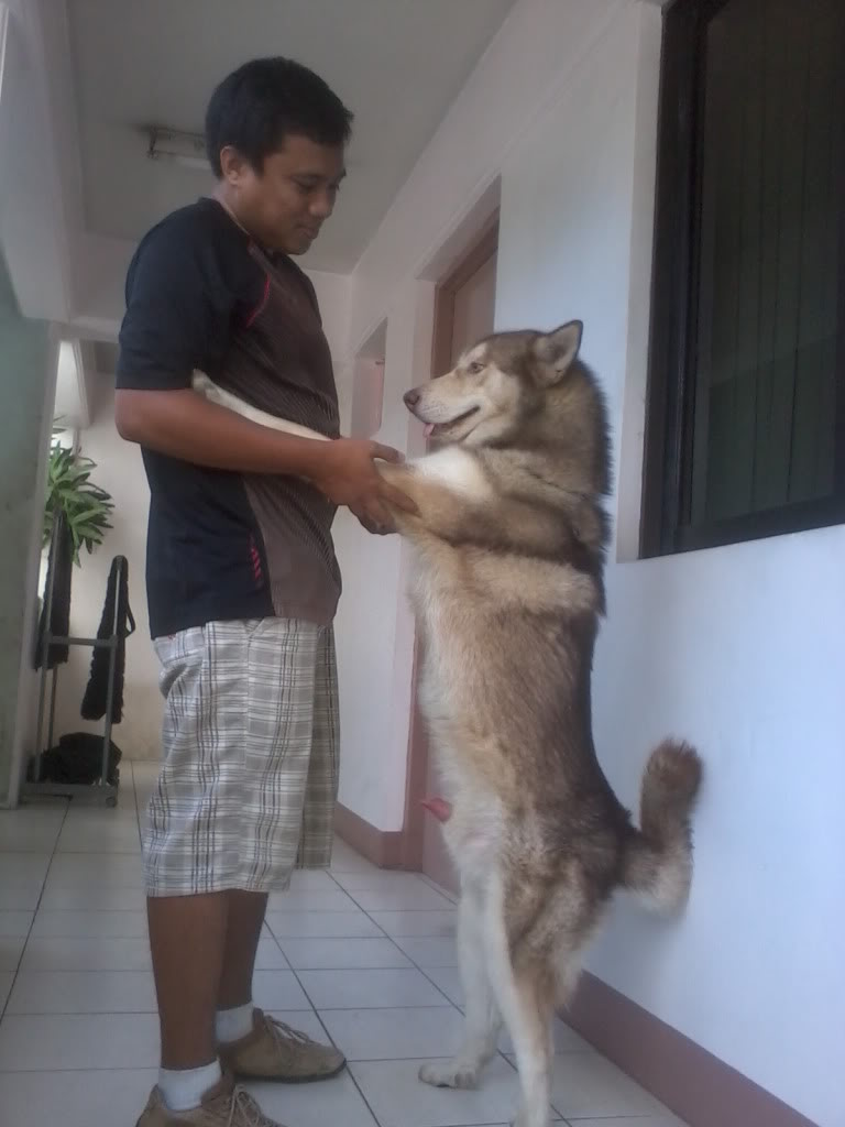 Just want to share our Alaskan Malamute...! Photo0074