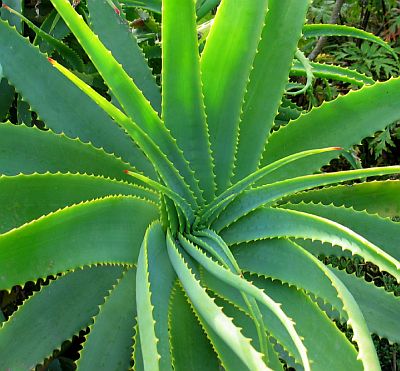 Flores que pueden comer. ALOE-VERAinseparables