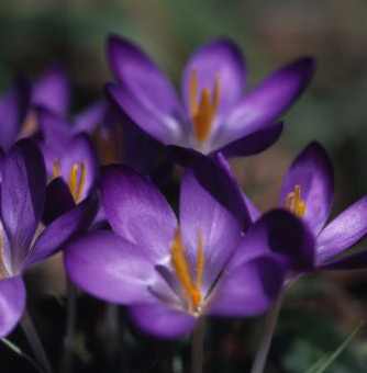 Flores que pueden comer. Violetasinseparables