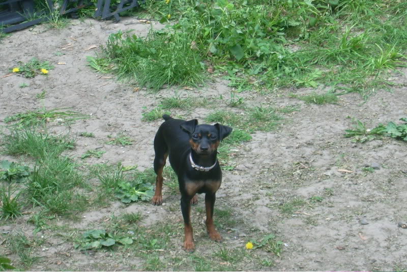 Mes dobs et Mon pinscher DSCI0005