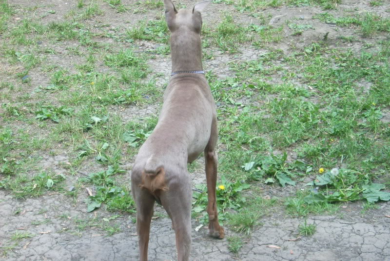 Mes dobs et Mon pinscher DSCI0009