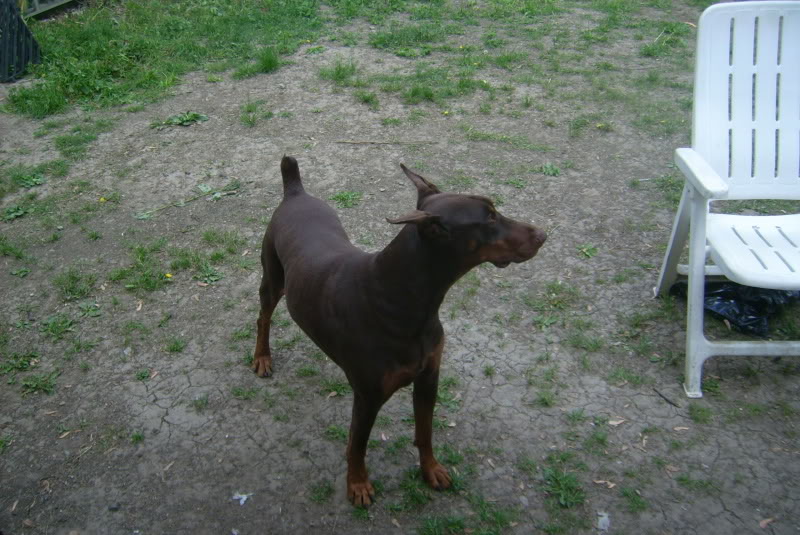 Mes dobs et Mon pinscher DSCI0011