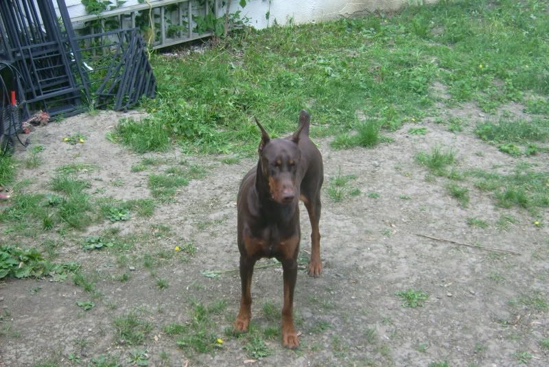 Mes dobs et Mon pinscher DSCI0014