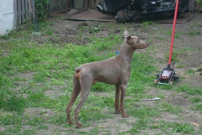 Mes dobs et Mon pinscher DSCI0017