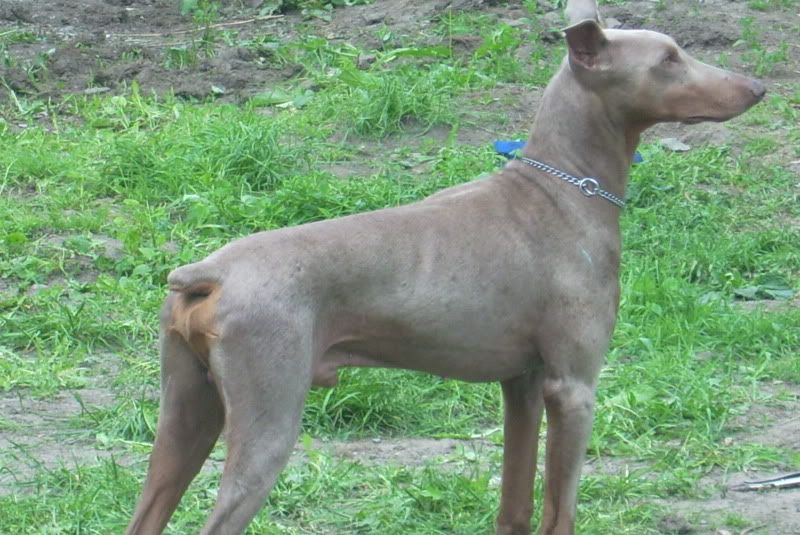 Mes dobs et Mon pinscher DSCI0018