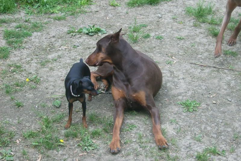 Mes dobs et Mon pinscher DSCI0022