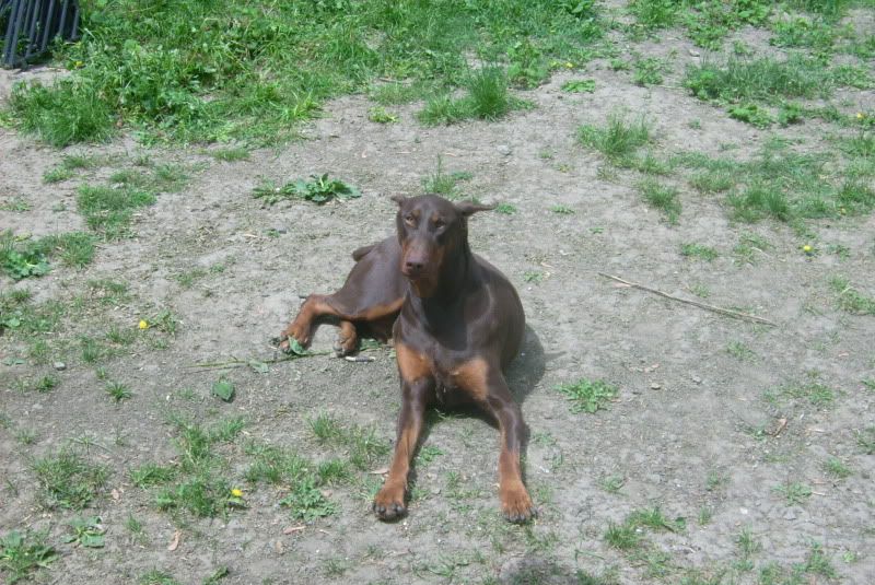 Mes dobs et Mon pinscher DSCI0023