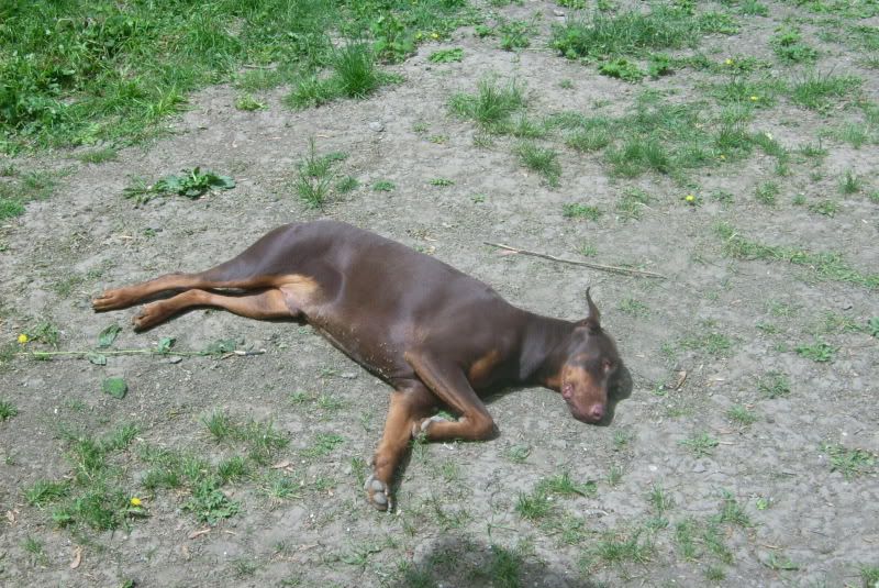 Mes dobs et Mon pinscher DSCI0027