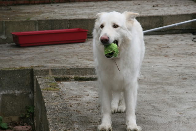 Maddison; 4 year old white GSD 010-1