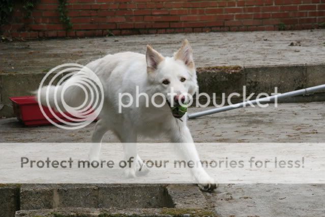 Maddison; 4 year old white GSD 012-1